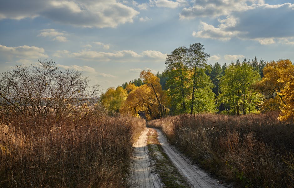Two paths diverging in a dense forest at golden hour, one path lit and open, one path shrouded in mist and shadow, symbolic and cinematic, wide angle, photorealistic
